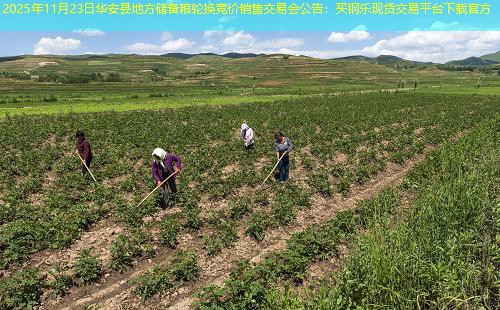2025年11月23日华安县地方储备粮轮换竞价销售交易会公告