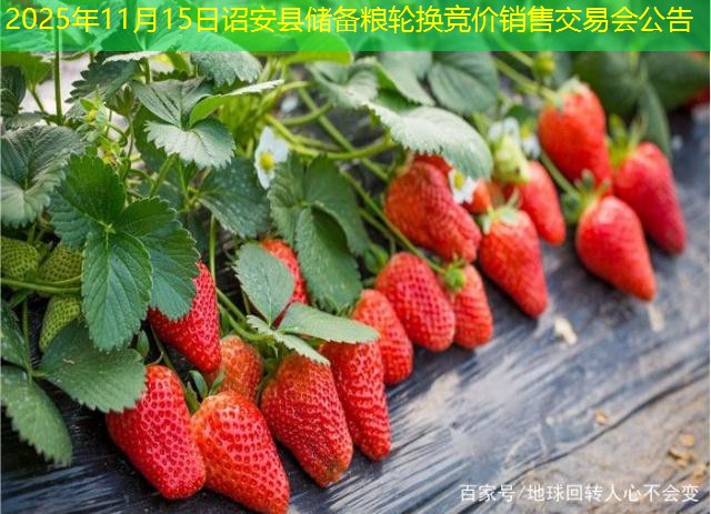 2025年11月15日诏安县储备粮轮换竞价销售交易会公告