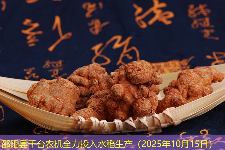 邵阳县千台农机全力投入水稻生产（2025年10月15日）