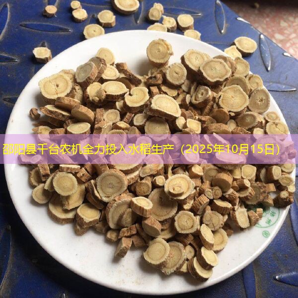 邵阳县千台农机全力投入水稻生产（2025年10月15日）