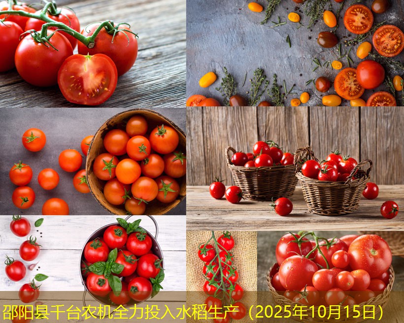 邵阳县千台农机全力投入水稻生产（2025年10月15日）