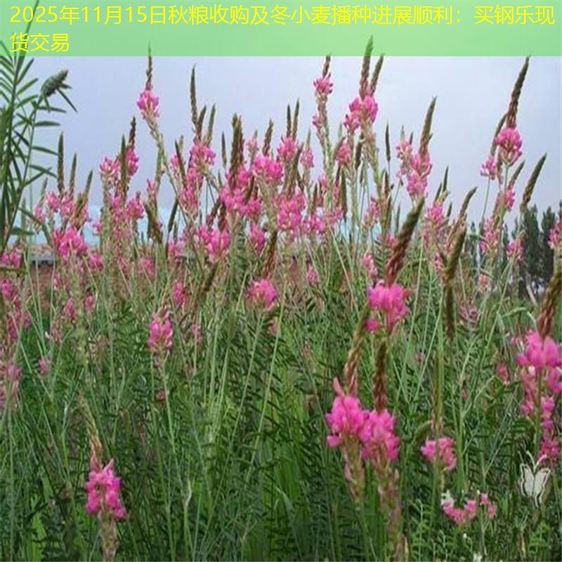 2025年11月15日秋粮收购及冬小麦播种进展顺利：买钢乐现货交易