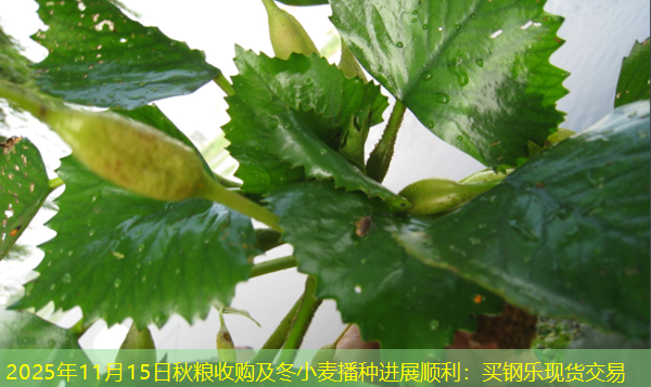 2025年11月15日秋粮收购及冬小麦播种进展顺利