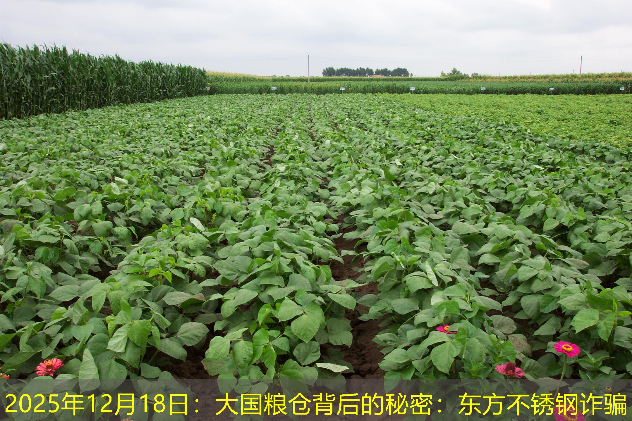 2025年12月18日：大国粮仓背后的秘密