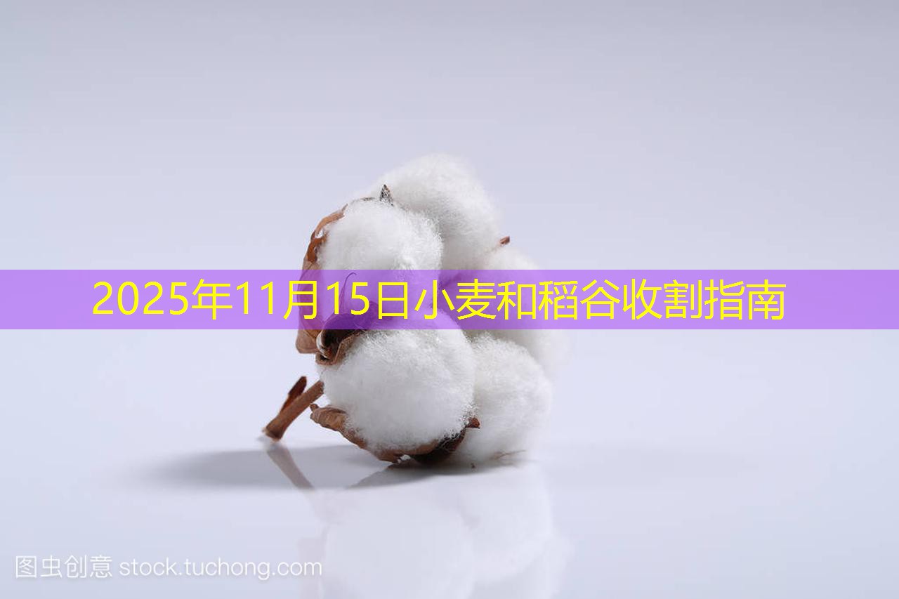 2025年11月15日小麦和稻谷收割指南