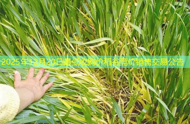 2025年12月20日最低收购价稻谷竞价销售交易公告
