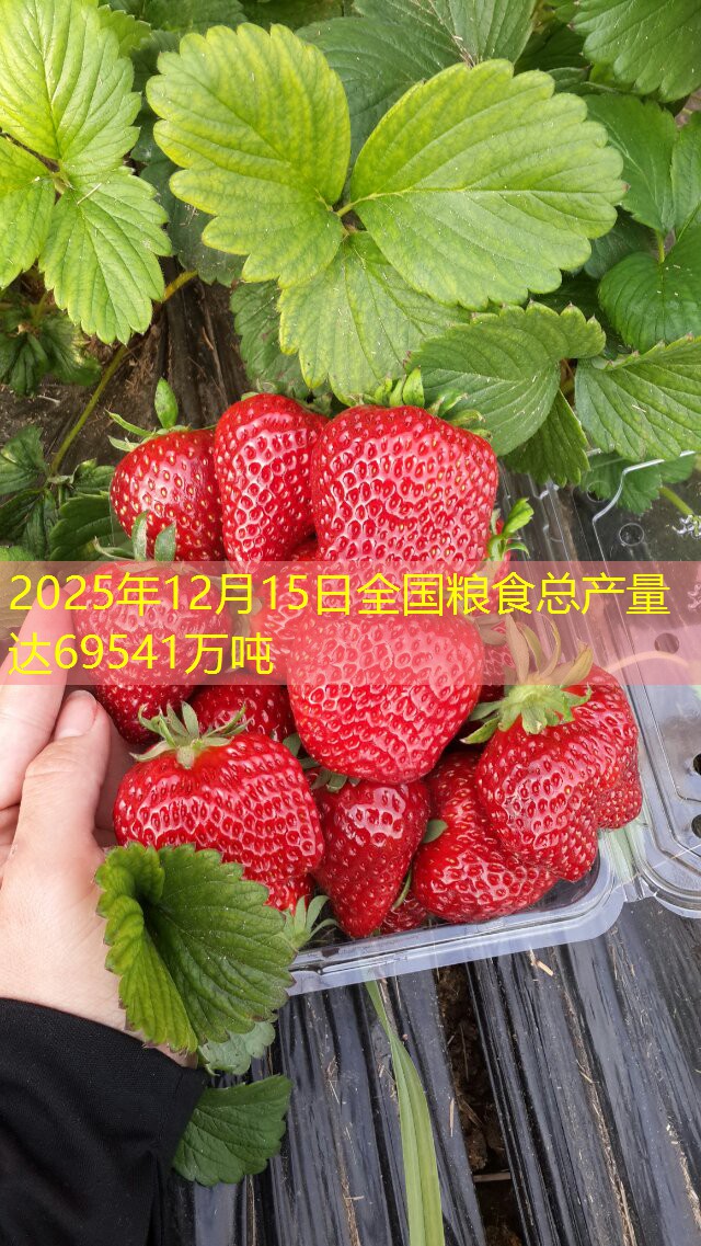 2025年12月15日全国粮食总产量达69541万吨