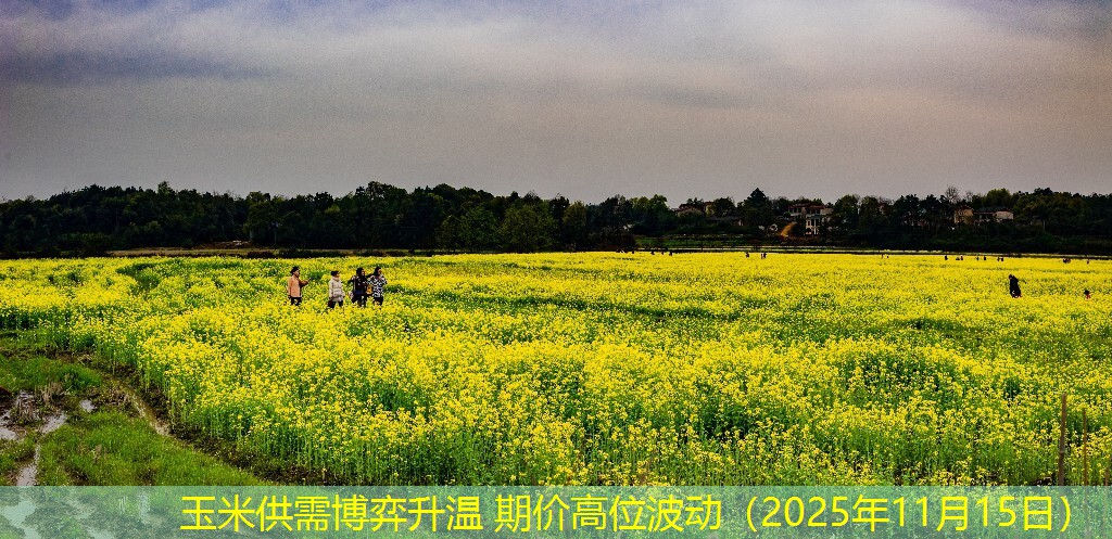 玉米供需博弈升温 期价高位波动（2025年11月15日）