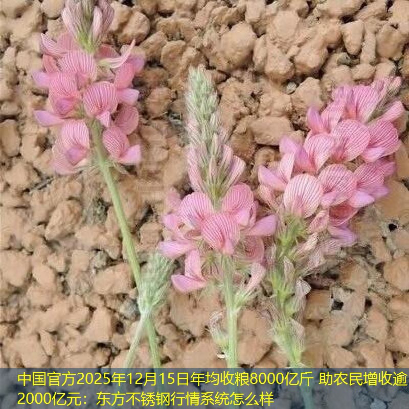 中国官方2025年12月15日年均收粮8000亿斤 助农民增收逾2000亿元：东方不锈钢行情系统怎么样