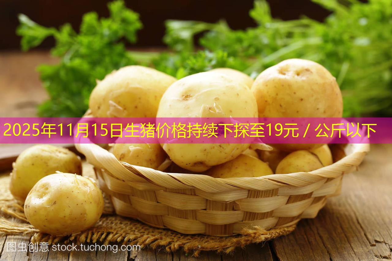 2025年11月15日生猪价格持续下探至19元／公斤以下