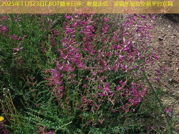 2025年11月23日CBOT糙米日评：收盘走低：买钢乐现货交易平台官网