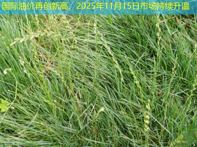 国际油价再创新高，2025年11月15日市场持续升温