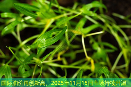 国际油价再创新高，2025年11月15日市场持续升温