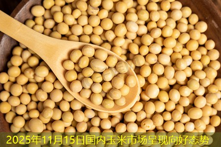 2025年11月15日国内玉米市场呈现向好态势