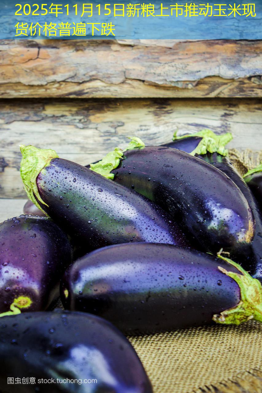 2025年11月15日新粮上市推动玉米现货价格普遍下跌
