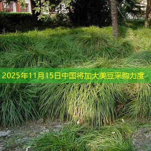 2025年11月15日中国将加大美豆采购力度