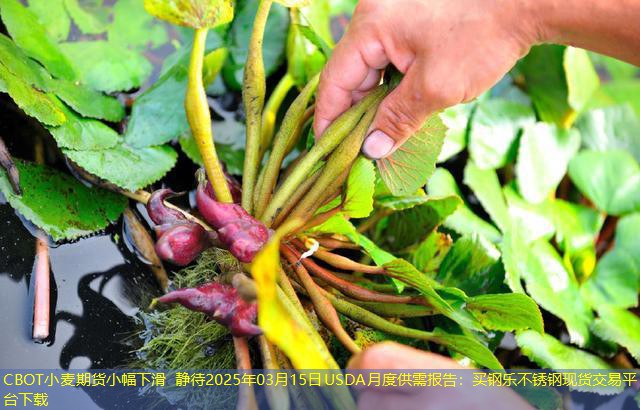 CBOT小麦期货小幅下滑 静待2025年03月15日USDA月度供需报告