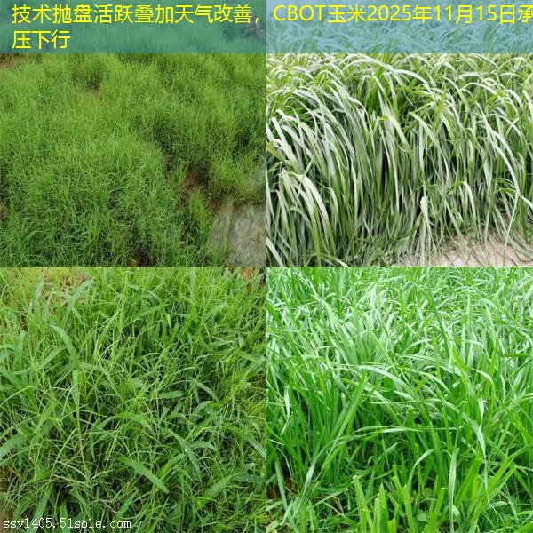 技术抛盘活跃叠加天气改善，CBOT玉米2025年11月15日承压下行