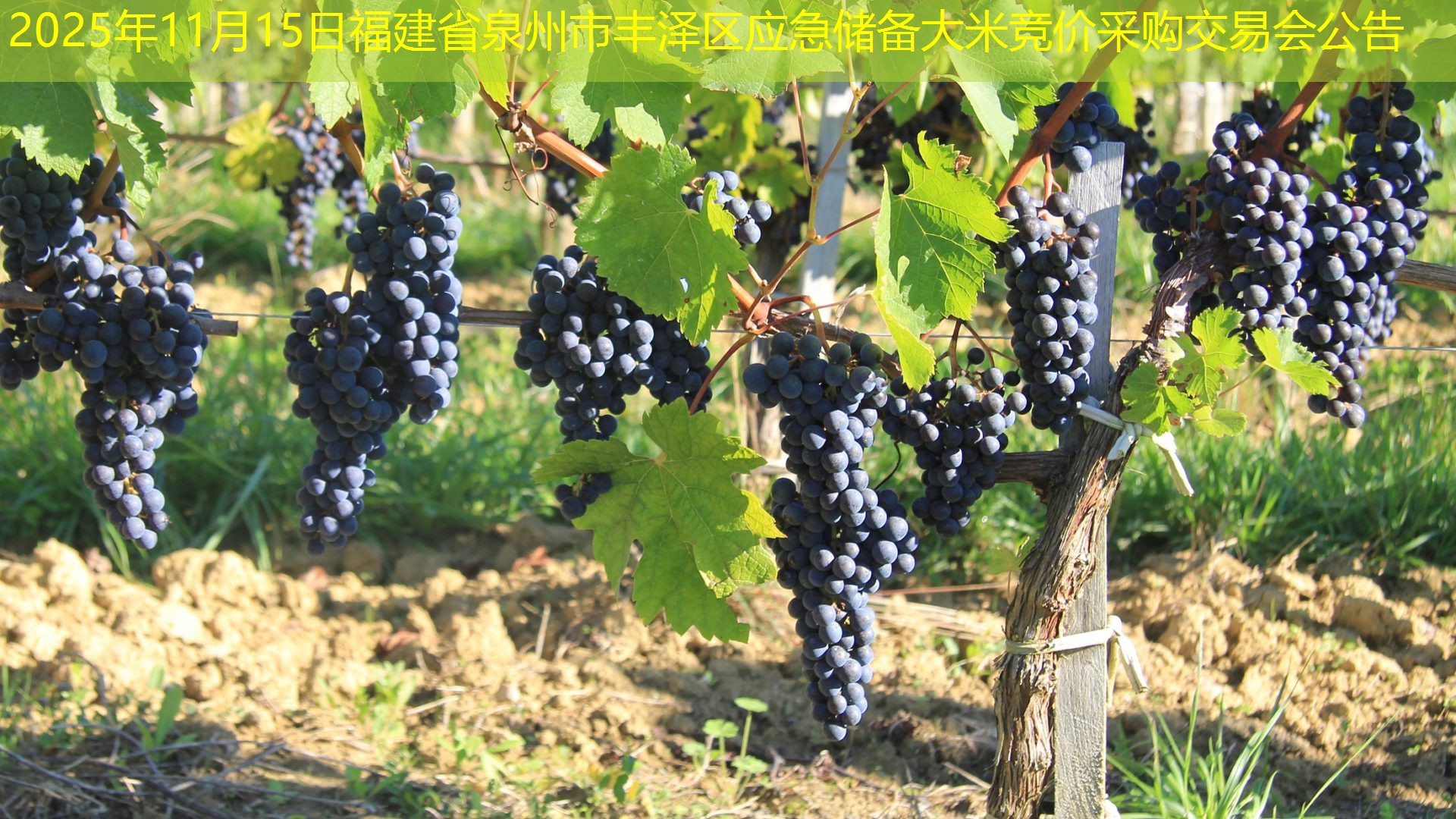 2025年11月15日福建省泉州市丰泽区应急储备大米竞价采购交易会公告
