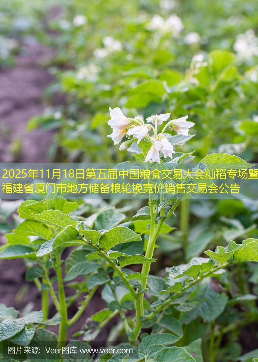 2025年11月18日第五届中国粮食交易大会籼稻专场暨福建省厦门市地方储备粮轮换竞价销售交易会公告