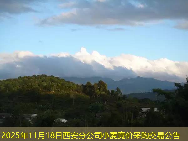 2025年11月18日西安分公司小麦竞价采购交易公告