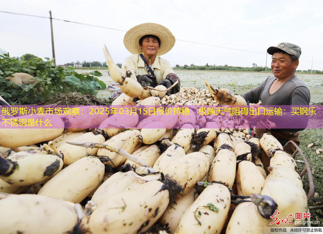 俄罗斯小麦市场观察：2025年03月15日报价持稳，极端天气阻碍出口运输：买钢乐不锈钢是什么