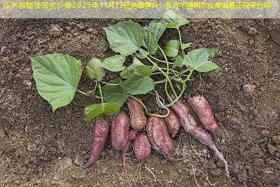 亚洲棕榈油现货价格2025年11月15日持续攀升