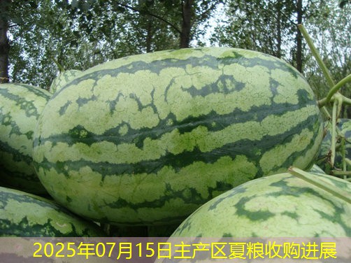 2025年07月15日主产区夏粮收购进展