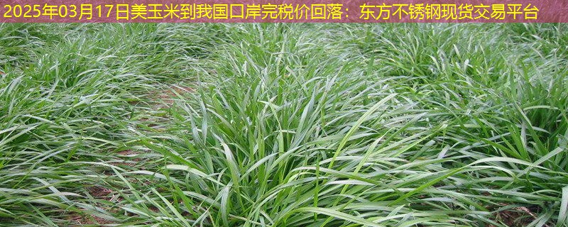2025年03月17日美玉米到我国口岸完税价回落：东方不锈钢现货交易平台