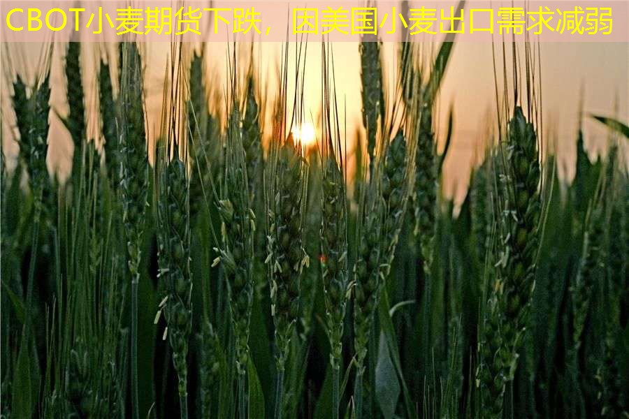 CBOT小麦期货下跌，因美国小麦出口需求减弱