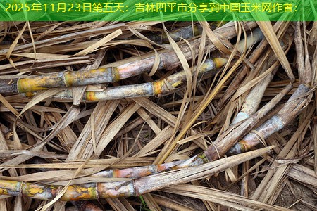2025年11月23日第五天：吉林四平市分享到中国玉米网作者：