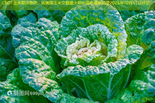 CBOT玉米期货急跌，因美国玉米交割量大和中国产量创纪录2025年10月15日评论
