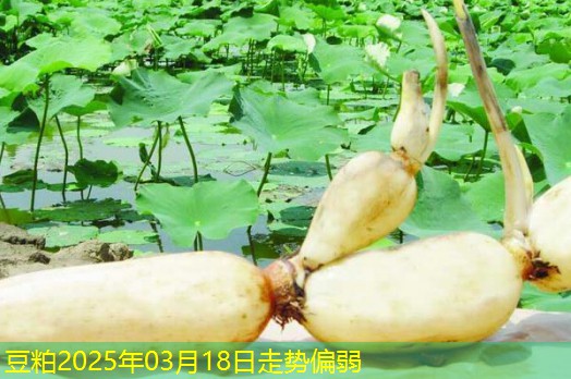 豆粕2025年03月18日走势偏弱