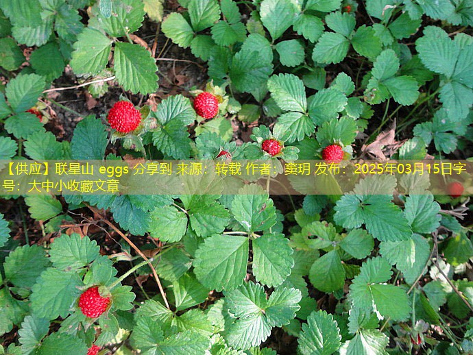 【供应】联星山 eggs 分享到 来源：转载 作者：窦玥 发布：2025年03月15日字号：大中小收藏文章