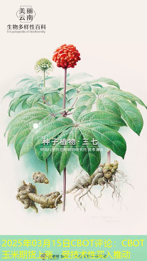 2025年03月15日CBOT评论：CBOT玉米期货上涨，受技术性买入推动