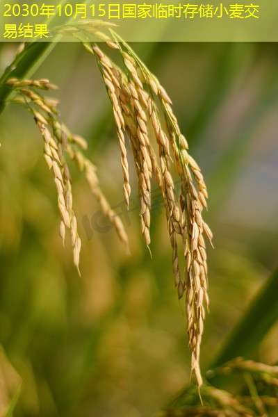2030年10月15日国家临时存储小麦交易结果