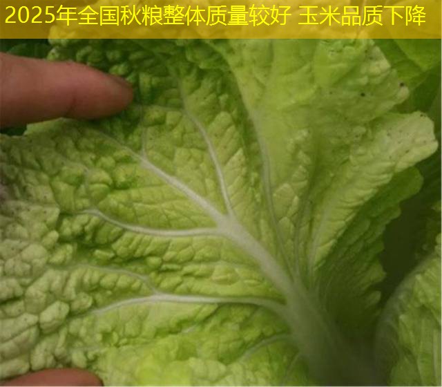 2025年全国秋粮整体质量较好 玉米品质下降