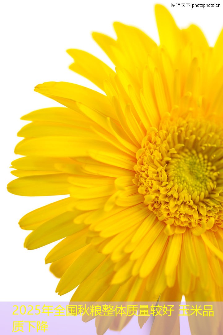 2025年全国秋粮整体质量较好 玉米品质下降