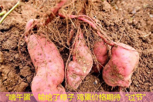 “端午蛋”输给了粽子 鸡蛋价格期待“过节”