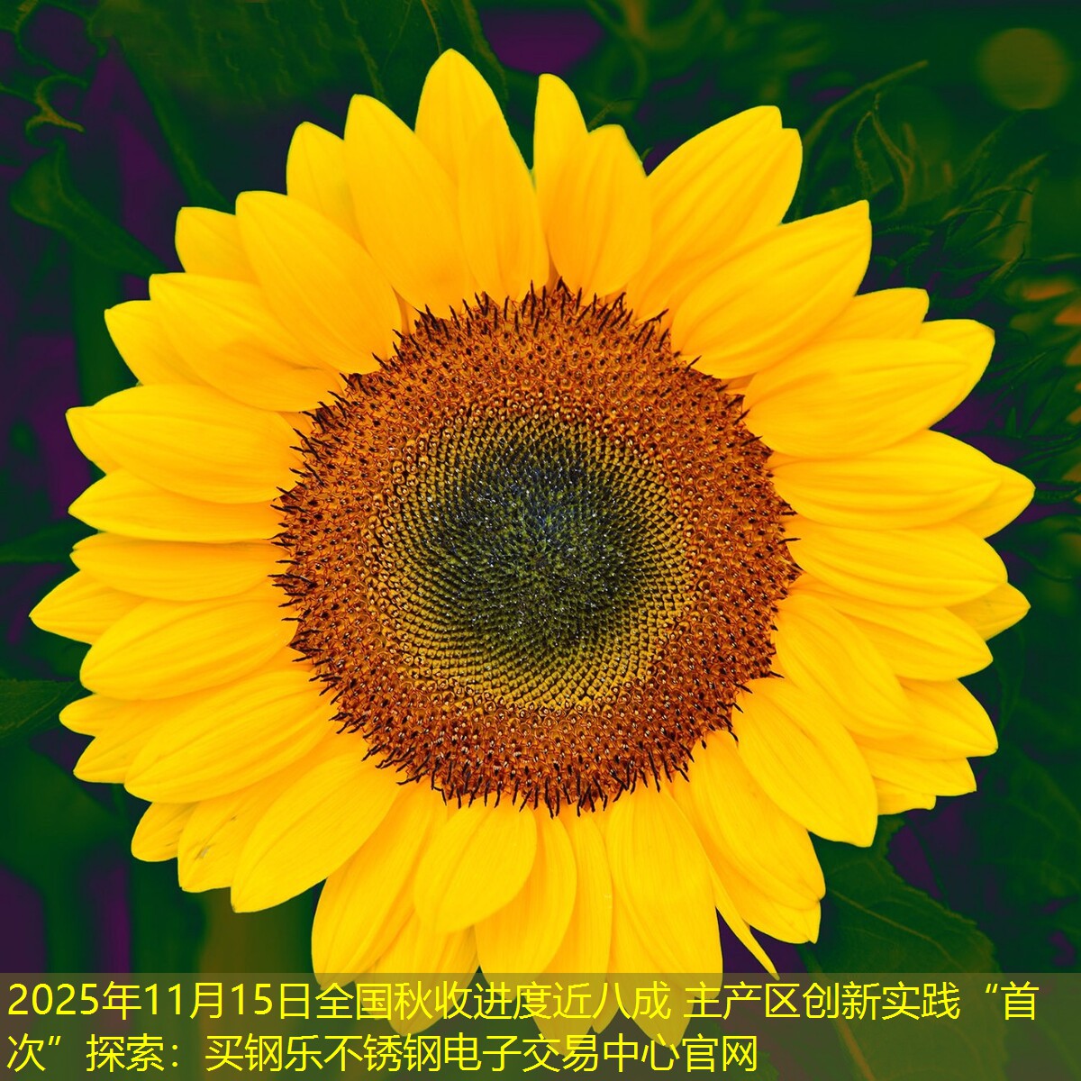 2025年11月15日全国秋收进度近八成 主产区创新实践“首次”探索：买钢乐不锈钢电子交易中心官网