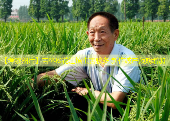 【考察图片】吉林松花江镇虫害较多 新作减产预期增加