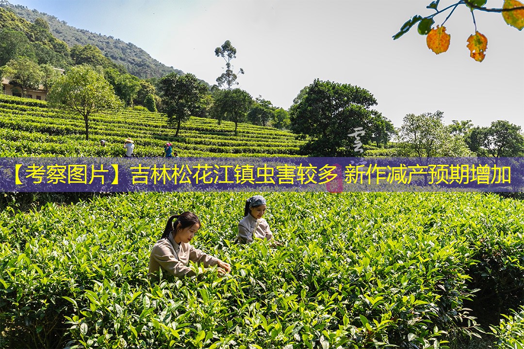 【考察图片】吉林松花江镇虫害较多 新作减产预期增加