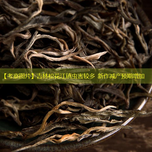 【考察图片】吉林松花江镇虫害较多 新作减产预期增加