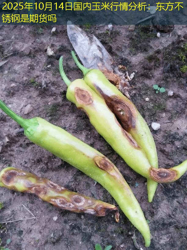 2025年10月14日国内玉米行情分析：东方不锈钢是期货吗