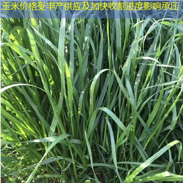 玉米价格受丰产供应及加快收割进度影响承压