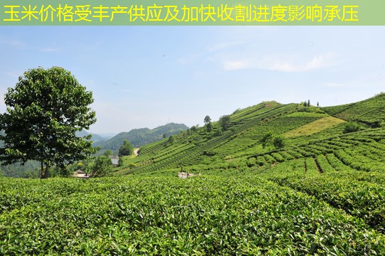 玉米价格受丰产供应及加快收割进度影响承压