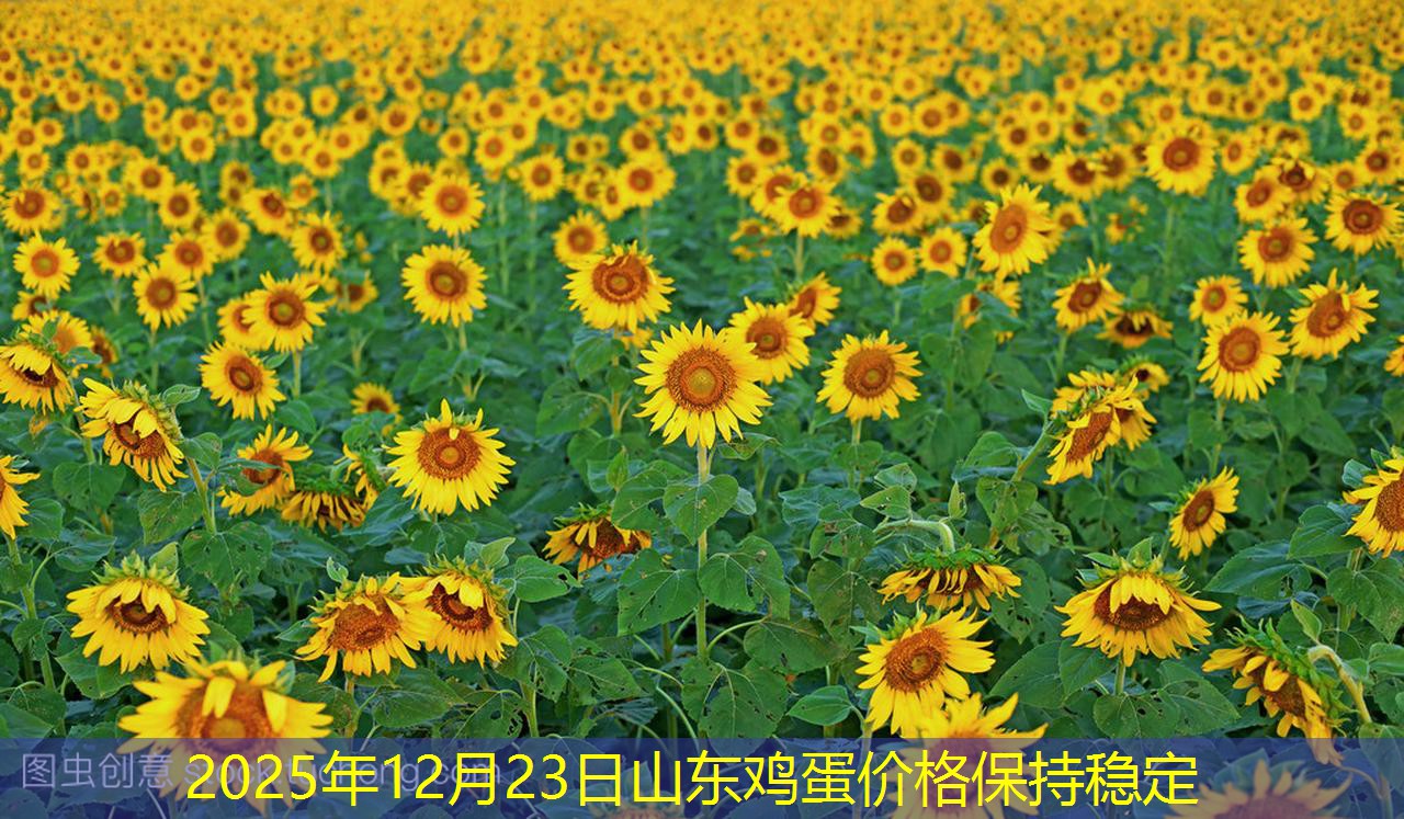 2025年12月23日山东鸡蛋价格保持稳定