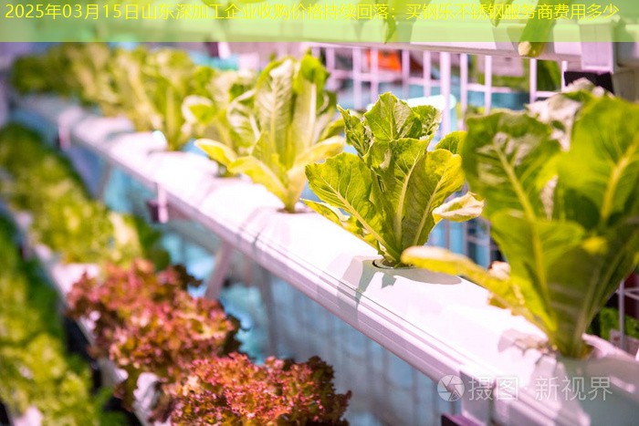 2025年03月15日山东深加工企业收购价格持续回落：买钢乐不锈钢服务商费用多少