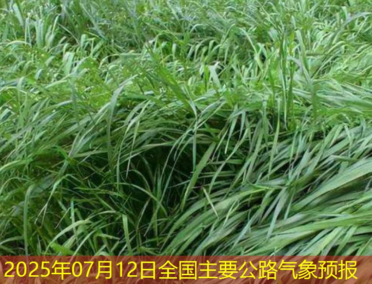 2025年07月12日全国主要公路气象预报