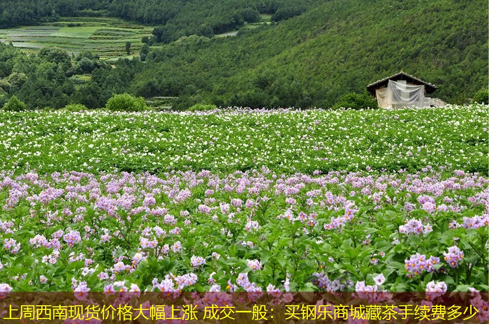 上周西南现货价格大幅上涨 成交一般：买钢乐商城藏茶手续费多少